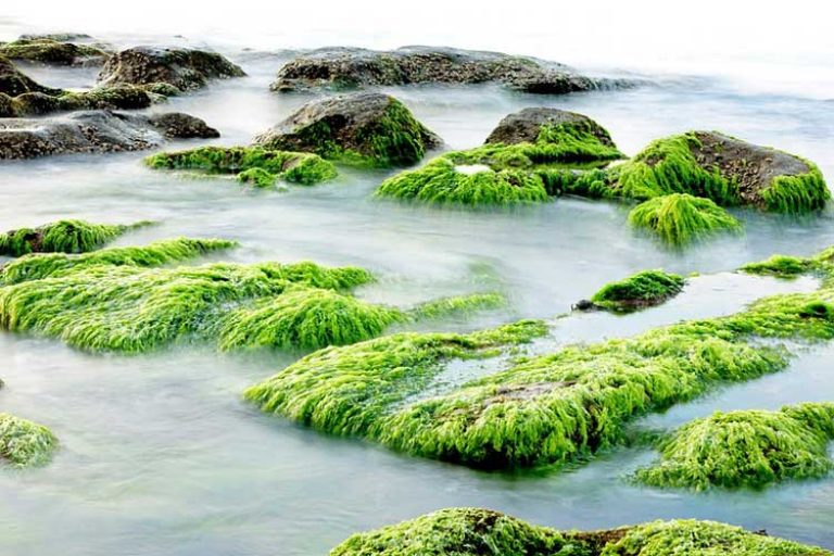 combien de protéine dans les algues