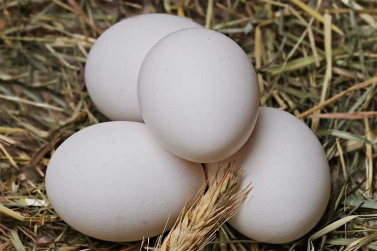 combien de protéine dans les blancs d’œuf