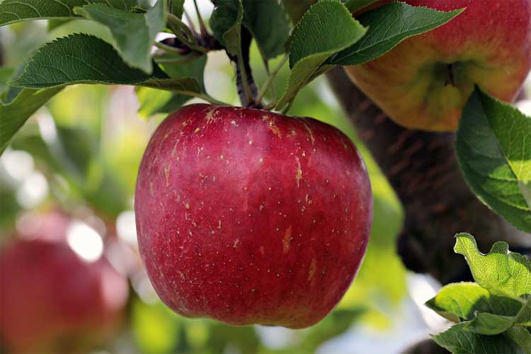 combien de protéine dans les pommes
